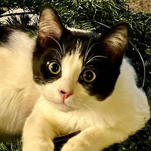 Meet your Posher, Patricia